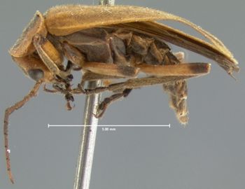 Media type: image;   Entomology 2823 Aspect: habitus lateral view